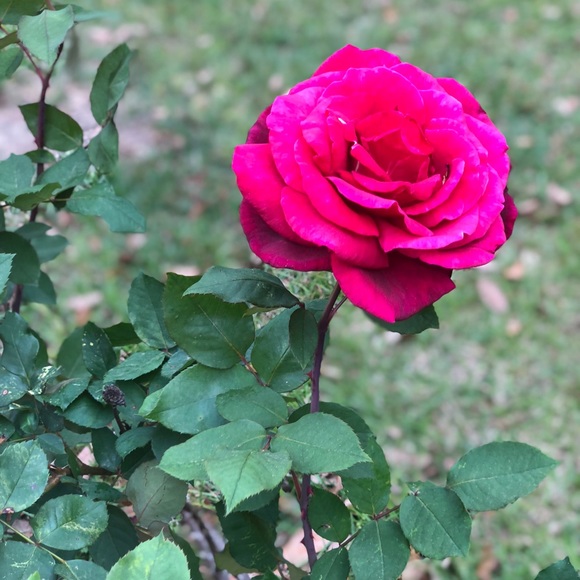 Meet your Posher, Dee dee - Picture 1 of 1